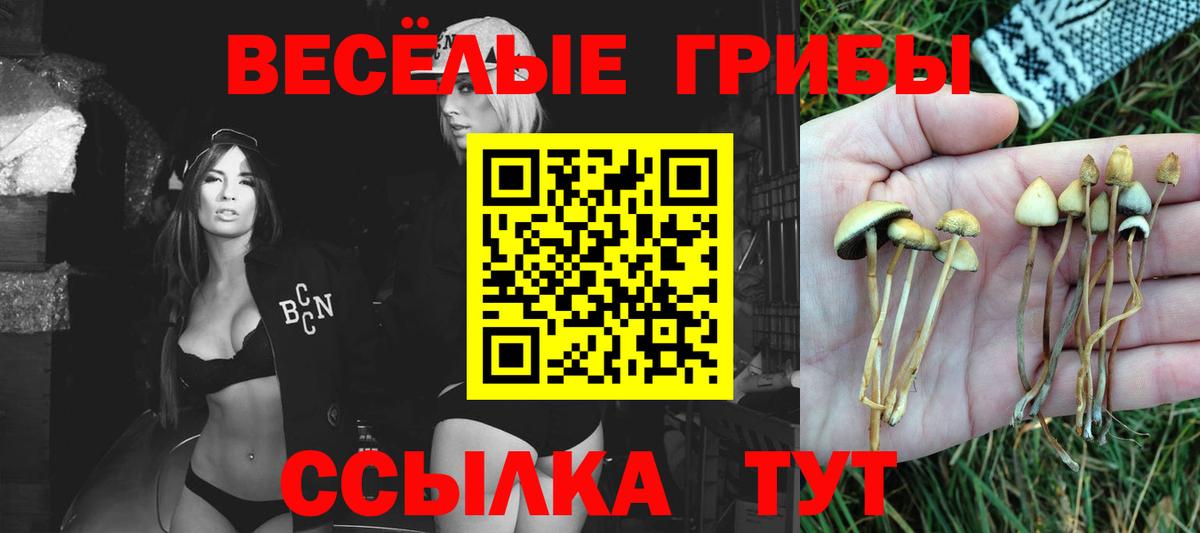 Галлюциногенные грибы Psilocybe  Галлюциногенные грибы ЛСД  Вход с VPN  Выборг 
